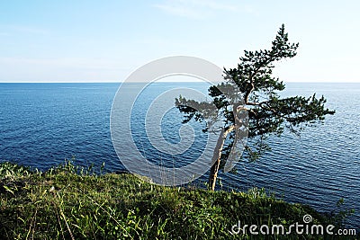Lone standing pine tree on the shore. Ladoga lake. Stock Photo