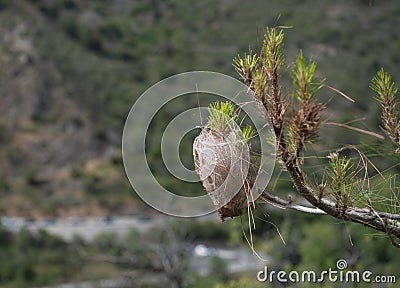 Pine tree infected with bagworm caterpillar cocoon. Stock Photo