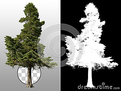 Pine tree isolated Stock Photo