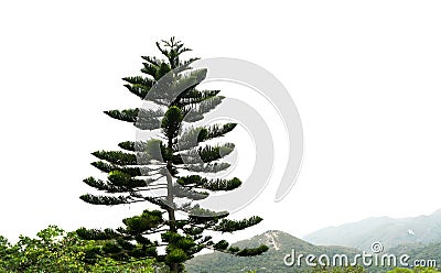 Pine tree , Isolated on white background Stock Photo