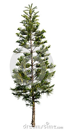 Cut out pine tree. Coniferous Stock Photo