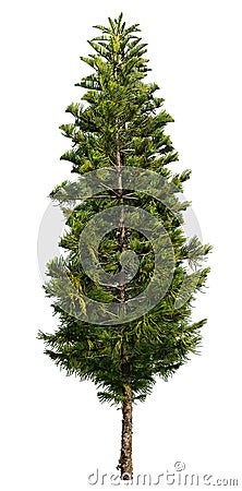 Cut out pine tree. Coniferous Stock Photo