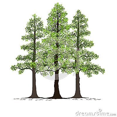Pine Tree Vector Illustration