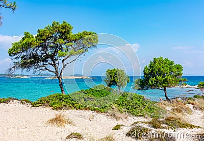 Pine tree on Karydi beach in Vourvourou, Sithonia peninsila, Chalkidiki, Greece Stock Photo