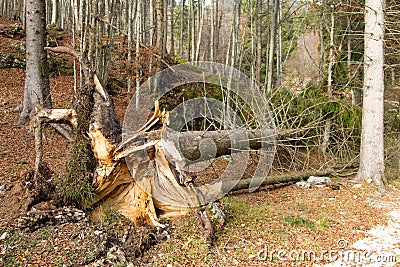 Pine tree knocked down by the wind Stock Photo