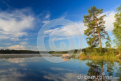 Pine tree by the lake at morning Stock Photo