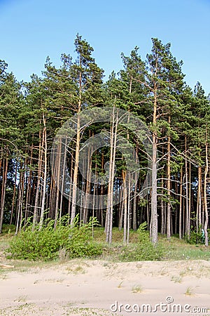 Pine tree , Latvia Stock Photo