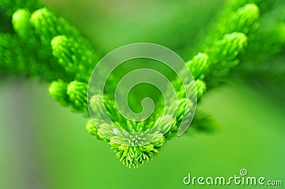 Pine tree leaves Stock Photo