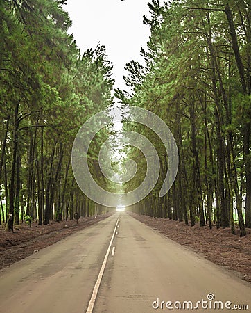 Pine tree mist road beautiful scene Stock Photo