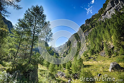 Pine tree in mountains Stock Photo