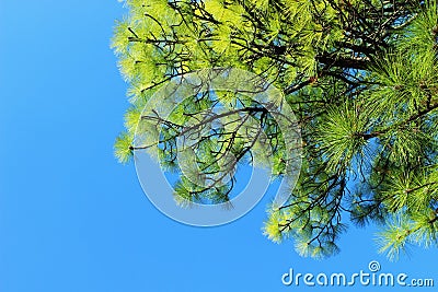 Pine-tree Stock Photo