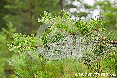 Pine tree needles with dew at spider web Stock Photo