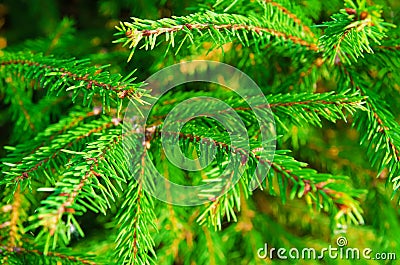 Pine tree Stock Photo