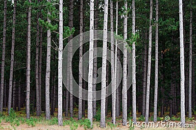 Pine Tree Plantation Stock Photo