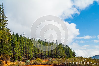 Pine tree plantation, Western Cape Province, South Africa Stock Photo