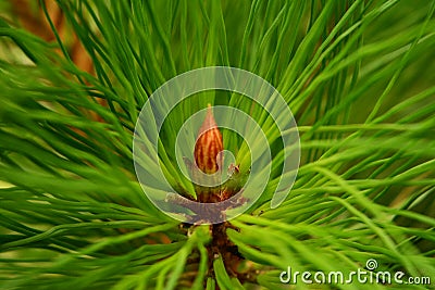 Pine tree in Ramkhamhaeng National Park Stock Photo