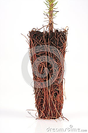 Pine tree roots Stock Photo