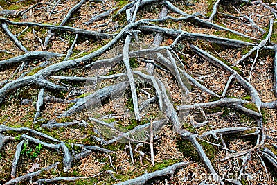 Pine tree roots. Abstract botanical background Stock Photo