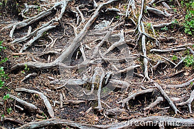 Pine tree roots on stone. Abstract botanical background Stock Photo