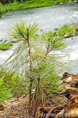 Pine Tree Sapling Stock Photo
