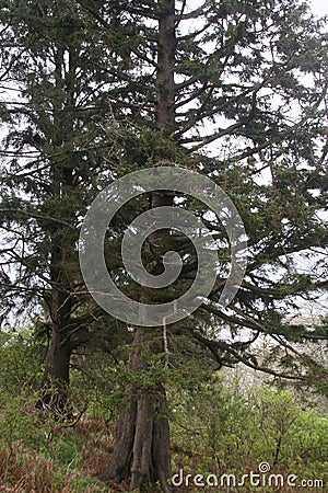 Pine tree on the side of a hill Stock Photo