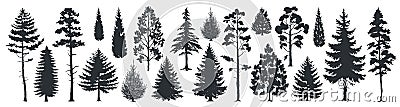 Pine tree silhouettes. Evergreen forest firs and spruces black shapes, wild nature trees templates. Vector woodland Vector Illustration