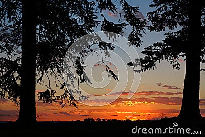 Silhouetted pine trees frame orange sunset contre-jour, Australian landscape Stock Photo