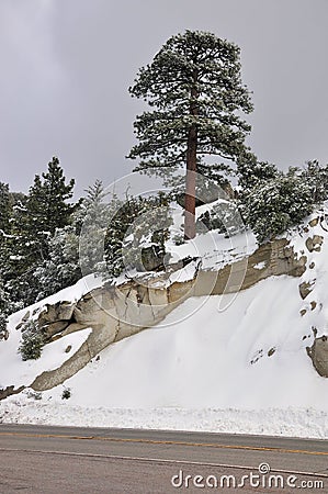 Pine tree on slope Stock Photo