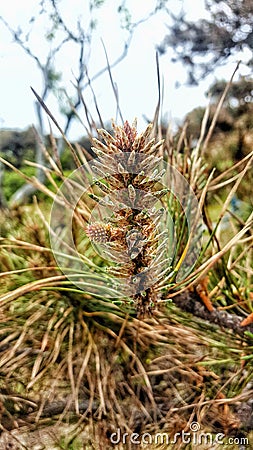 Pine tree with small cones. Stock Photo