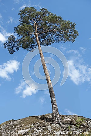 Pine tree on small hill Stock Photo