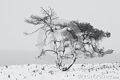 Pine tree during the snow in the winter in Holland. Stock Photo