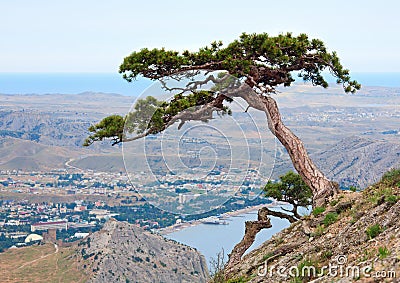 Pine tree on summer mountain hill (Crimea) Stock Photo