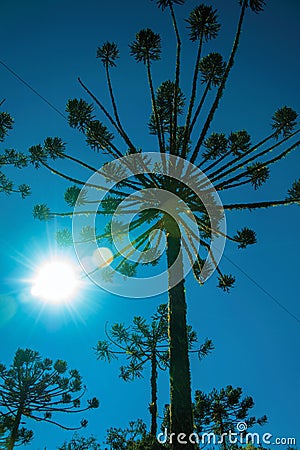 Pine tree with sunlight passing through branches Stock Photo