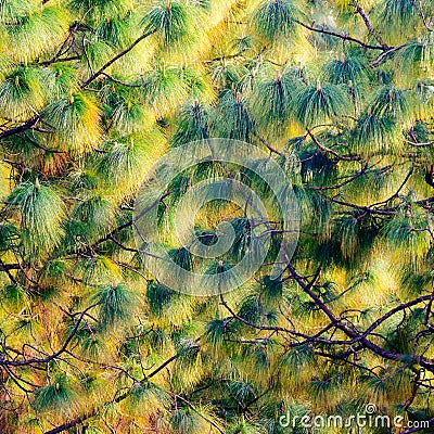 Pine tree texture Stock Photo