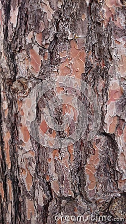Pine tree textured bark background Stock Photo