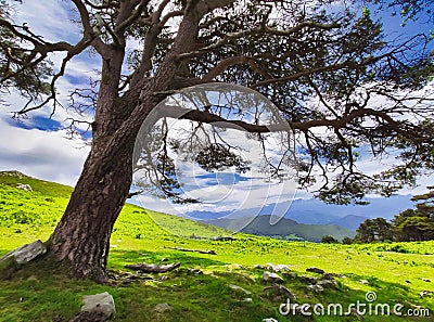 Pine tree in the trail from El Fitu to Pienzu peak, El Sueve mountains, Asturias, Spain Stock Photo
