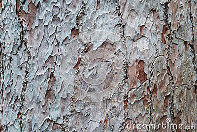 Pine tree trunk bark closeup pinus canariensis - Stock Photo