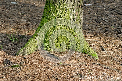 Pine-tree trunk in moss Stock Photo