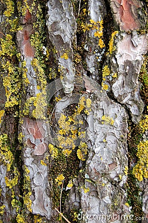 Pine tree trunk wood texture Stock Photo