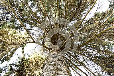 Pine tree with wide green branches. View from bottom up Stock Photo