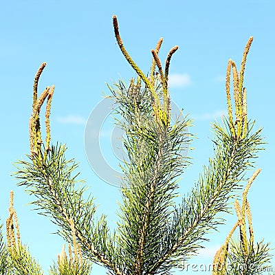 Pine tree young branches Stock Photo