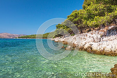 Pine Trees on the Adriatic Sea Coast near Trogir, Croatia Stock Photo