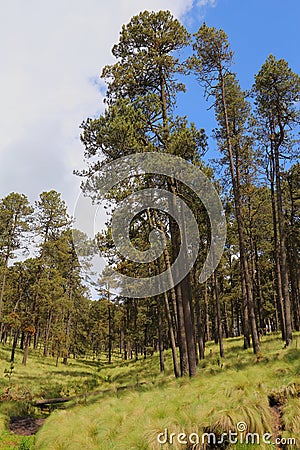 Pine trees of the popocatepetl national park, mexico II Editorial Stock Photo