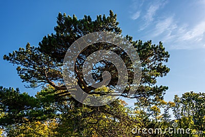 Black Pine Trees in The Vienna Woods Stock Photo