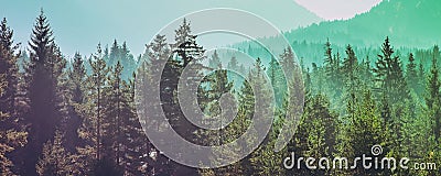 Pine trees black stylized silhouette photo Stock Photo