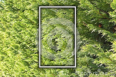 Pine trees. Blank frame. for message or advertising Stock Photo