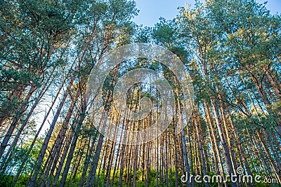 Pine trees Stock Photo