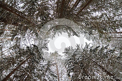 Pine trees bottom view in winter. Blue sky Stock Photo