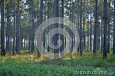 Pine trees Stock Photo