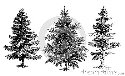 Pine trees / Christmas trees Vector Illustration